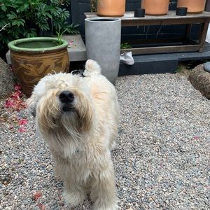 Meet your Posher, Sam